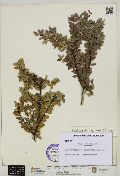 Maytenus disticha [Espécimen: UDEC:CONC:0097944]