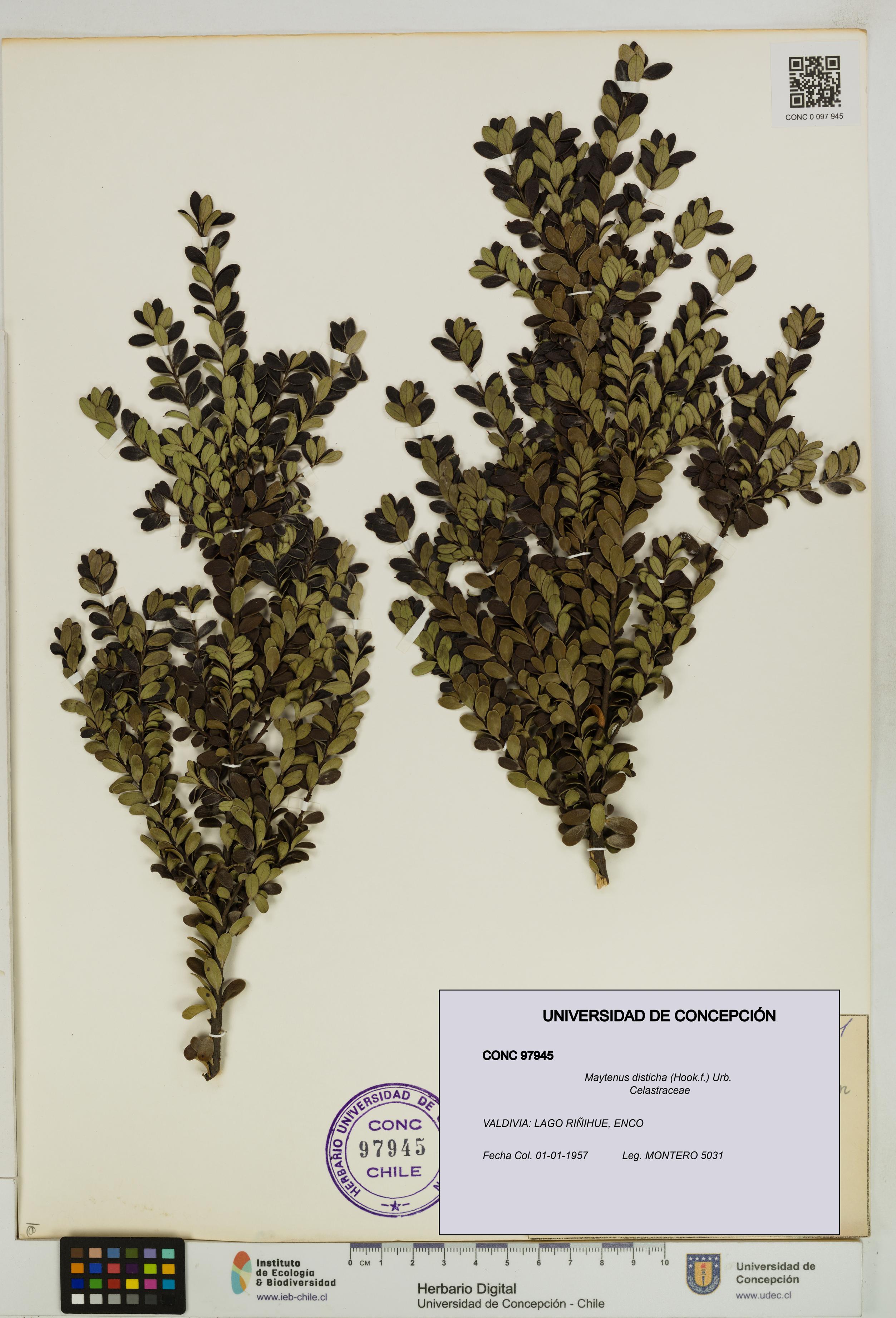 Maytenus disticha [Espécimen: UDEC:CONC:0097945]
