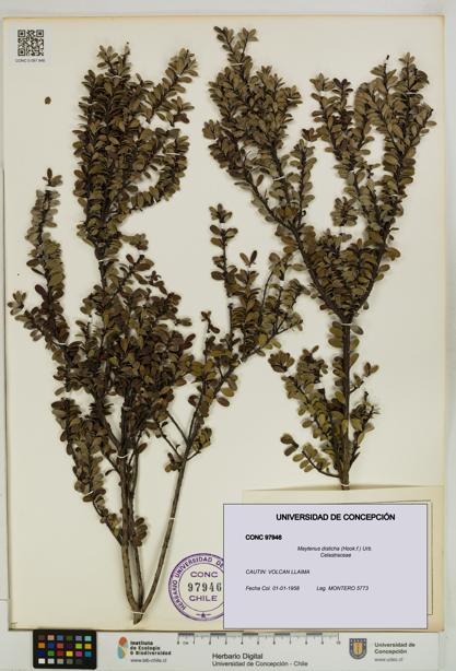 Maytenus disticha [Espécimen: UDEC:CONC:0097946]