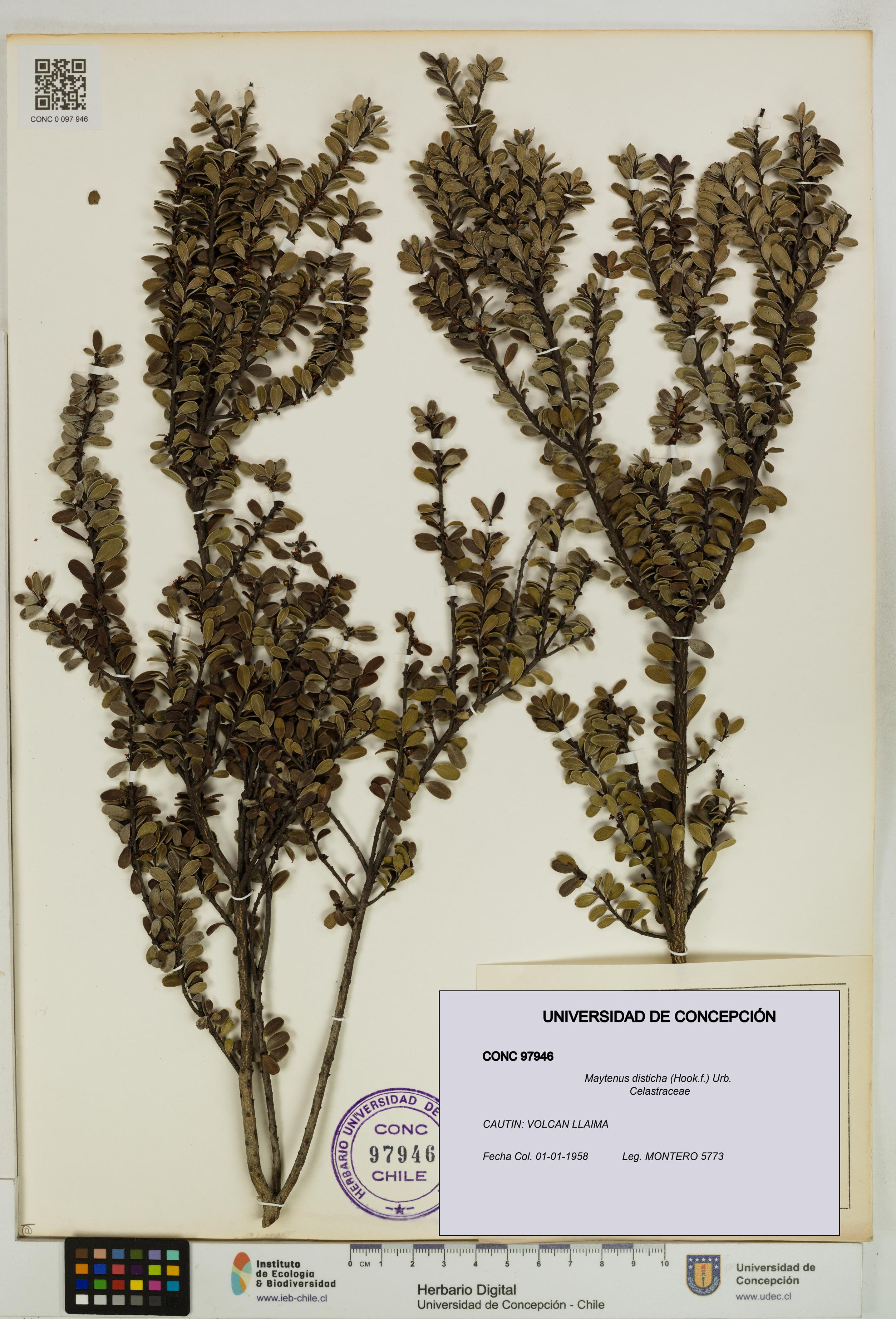Maytenus disticha [Espécimen: UDEC:CONC:0097946]