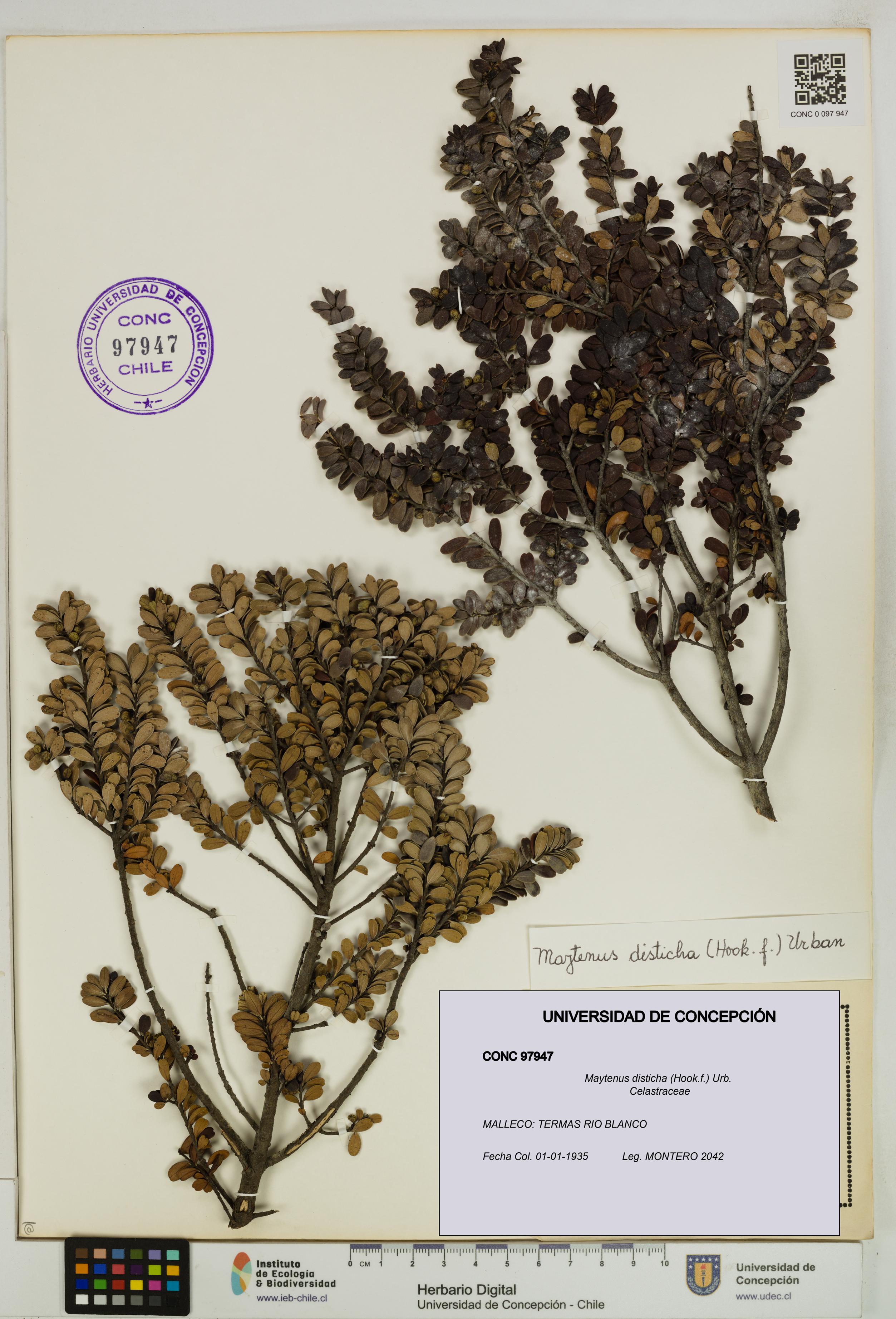 Maytenus disticha [Espécimen: UDEC:CONC:0097947]