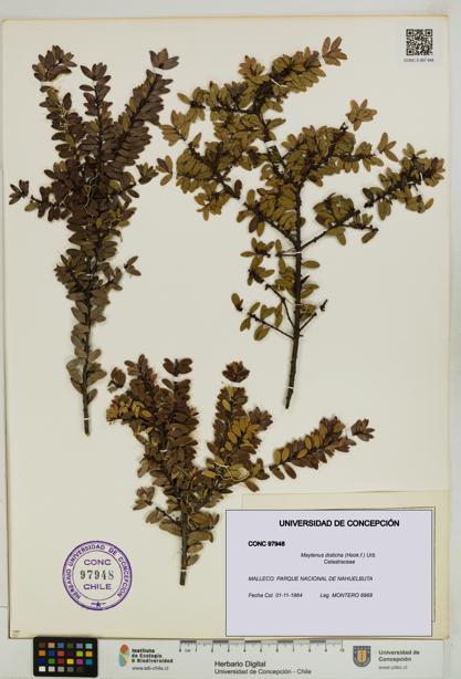 Maytenus disticha [Espécimen: UDEC:CONC:0097948]