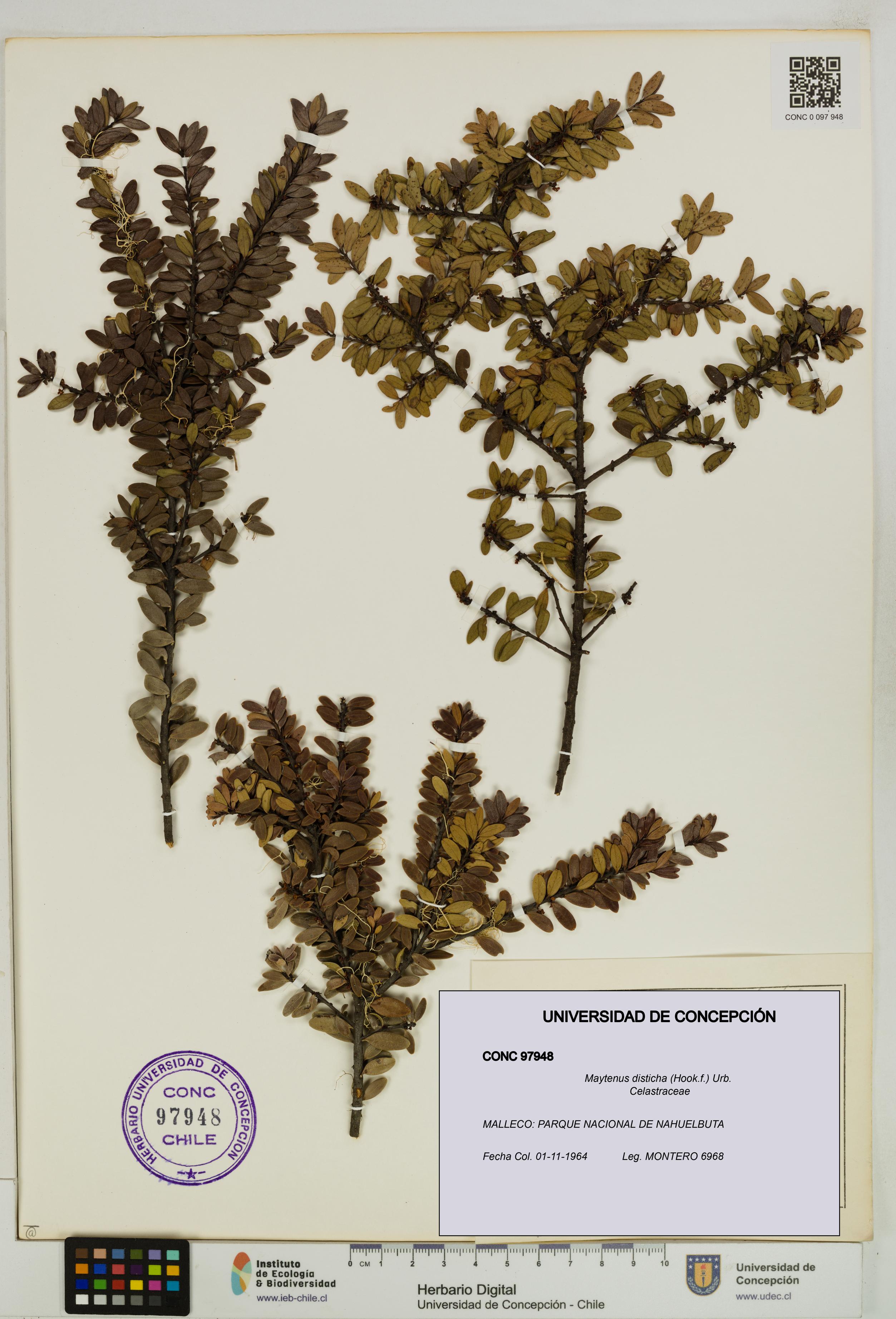 Maytenus disticha [Espécimen: UDEC:CONC:0097948]