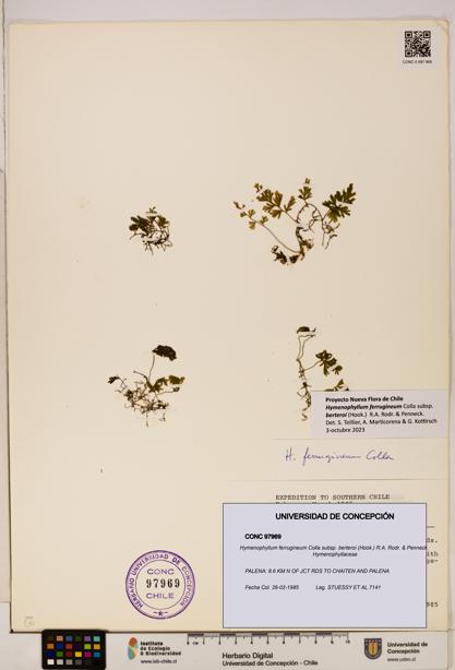 Hymenophyllum ferrugineum [Espécimen: UDEC:CONC:0097969]