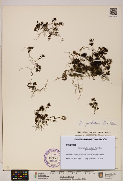 Hymenophyllum peltatum [Espécimen: ]