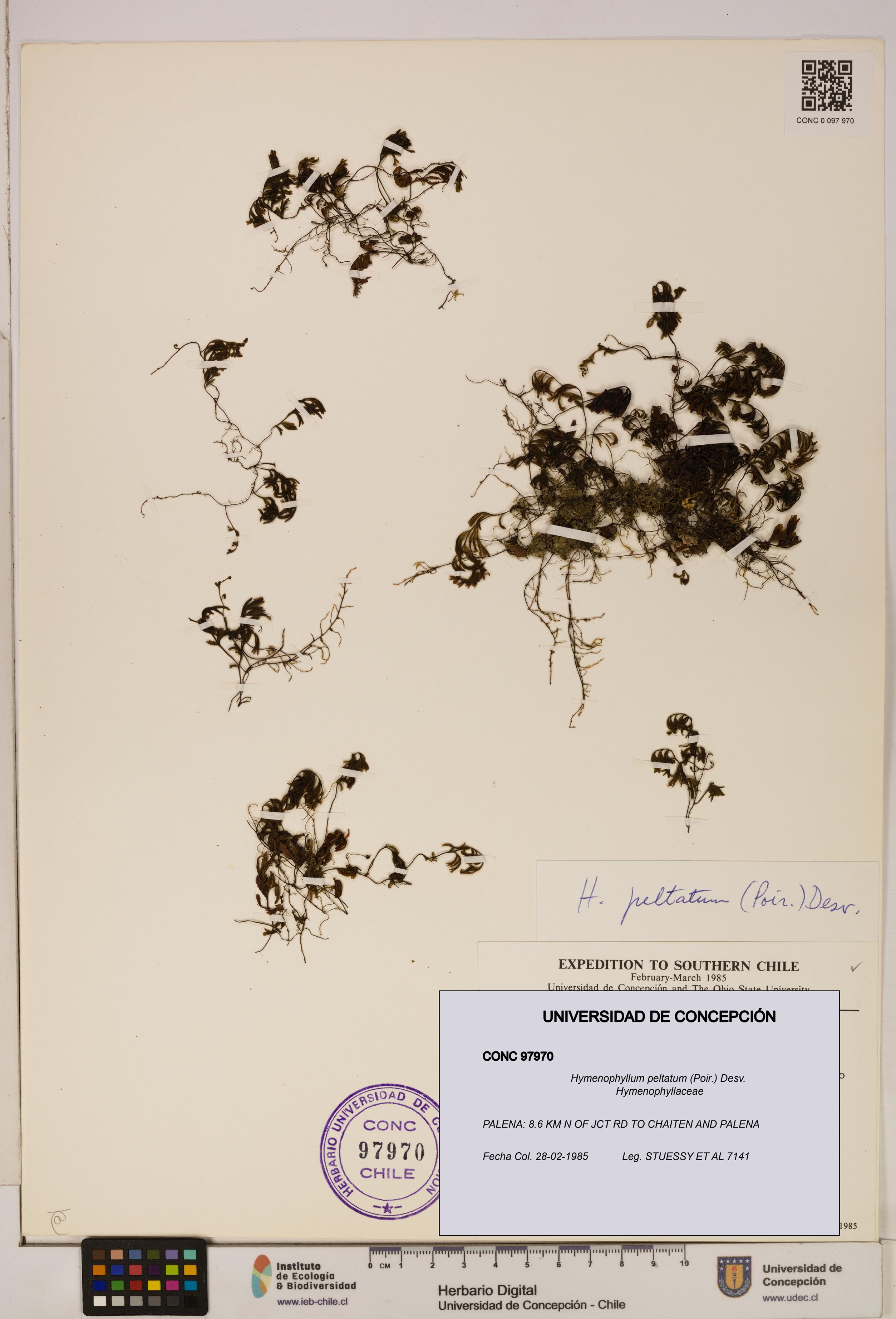 Hymenophyllum peltatum [Espécimen: ]
