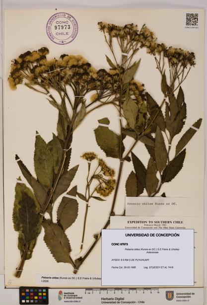 Pelseria otites [Espécimen: ]