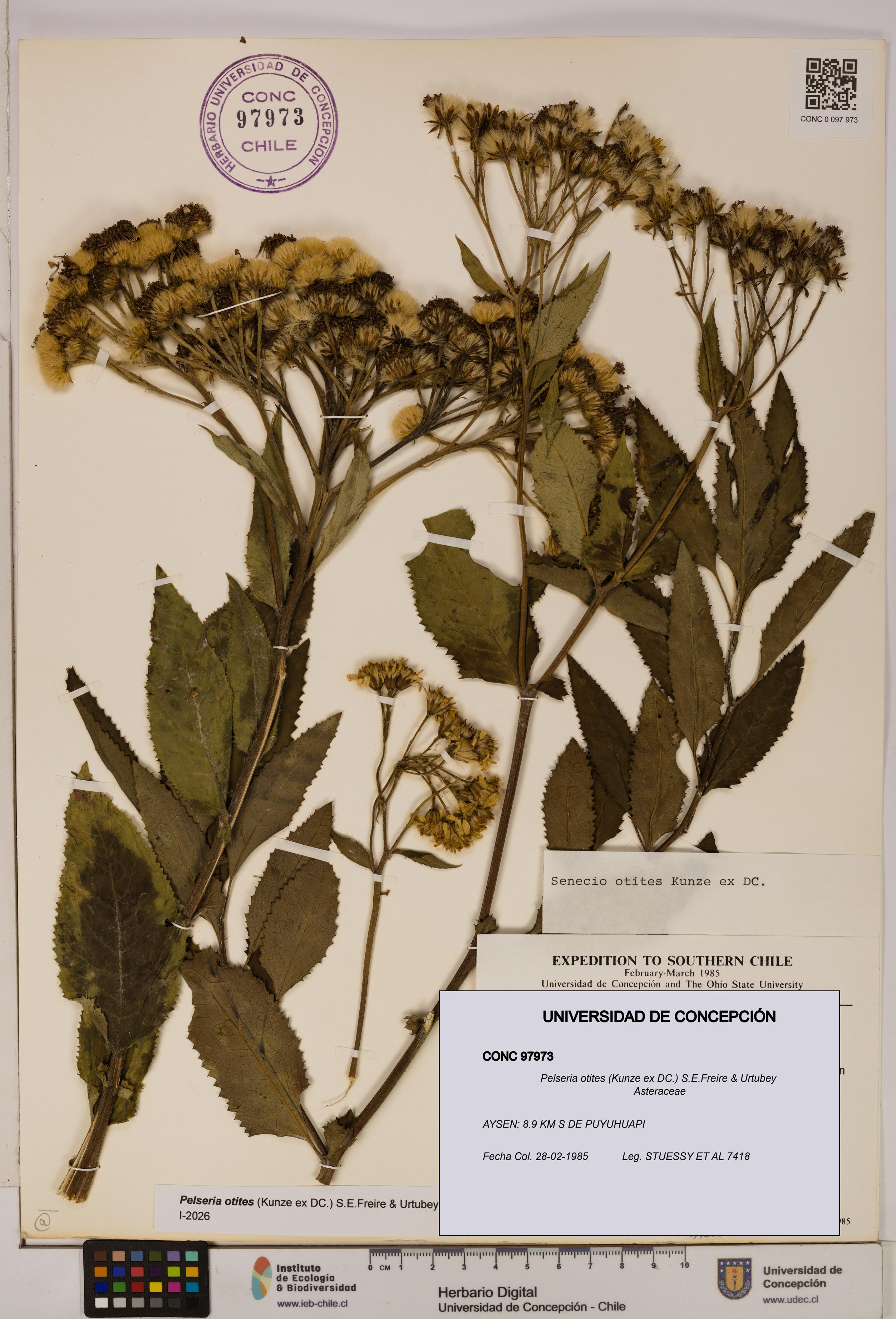 Pelseria otites [Espécimen: ]
