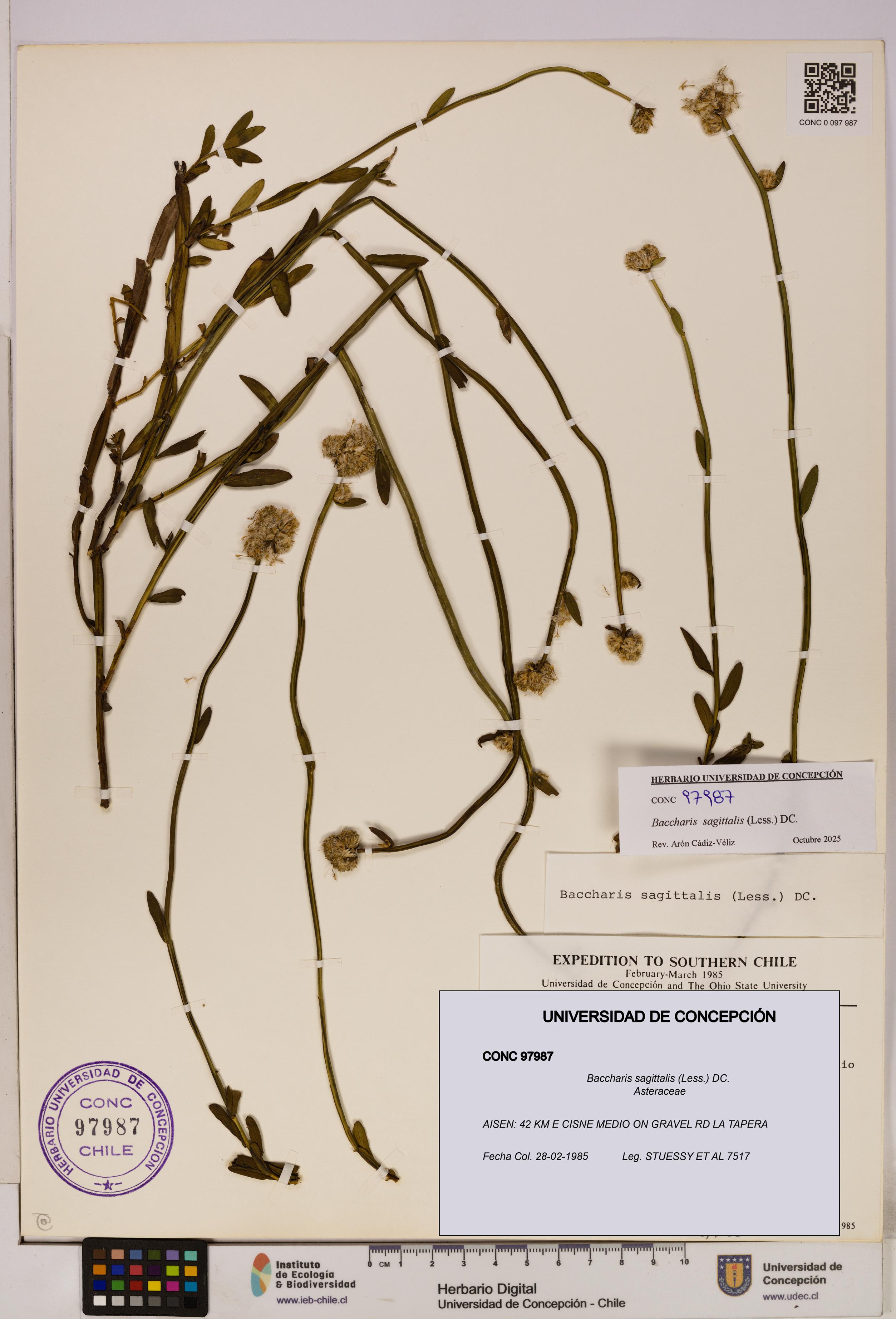 Baccharis sagittalis [Espécimen: UDEC:CONC:0097987]