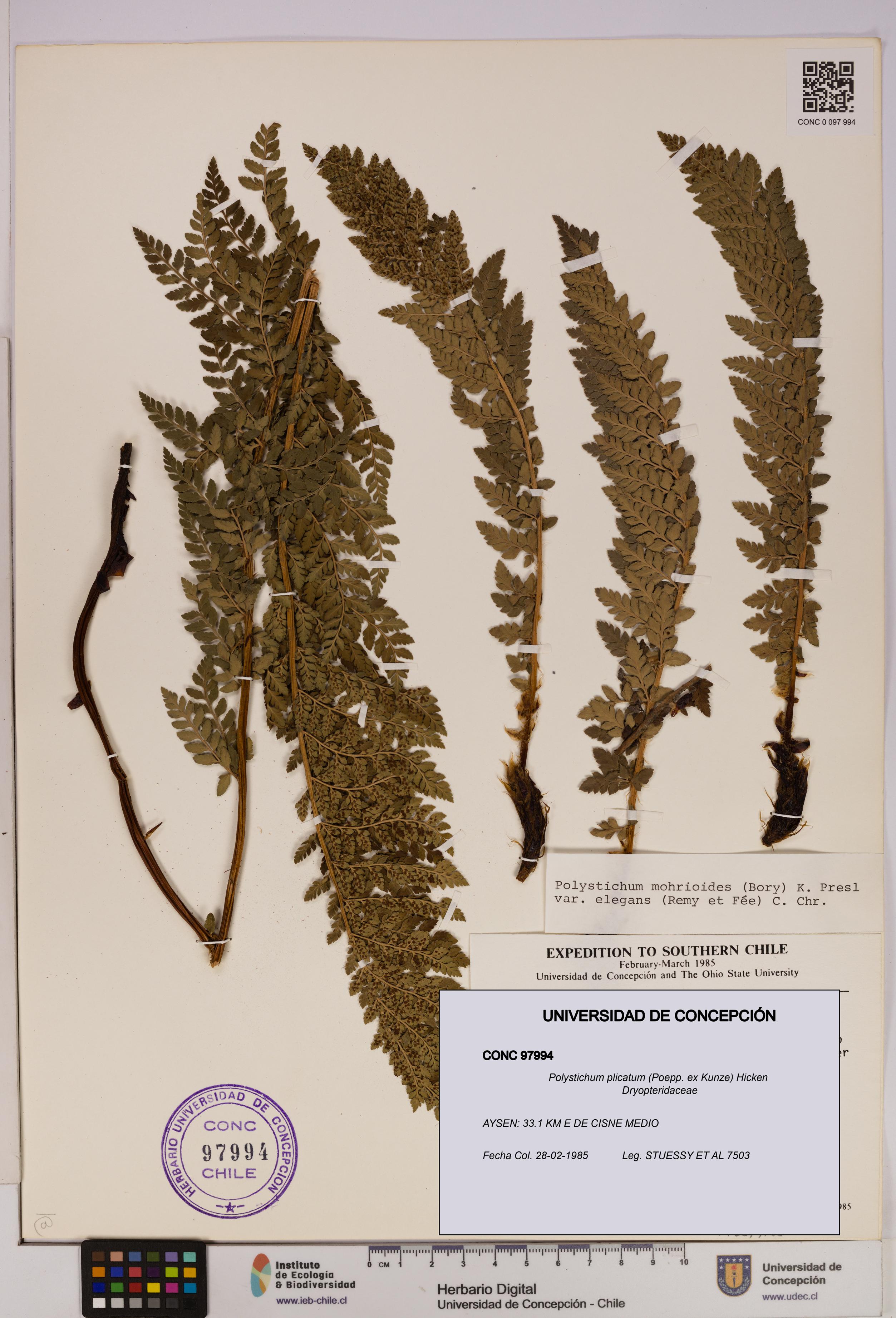 Polystichum plicatum [Espécimen: UDEC:CONC:0097994]
