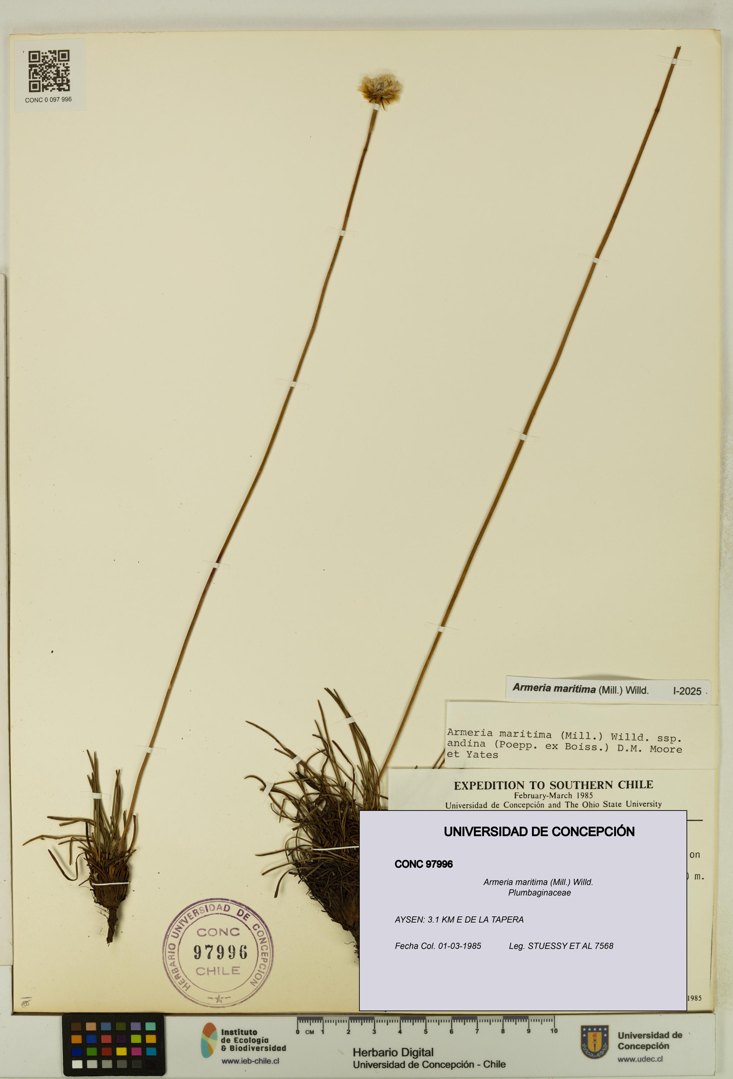 Armeria maritima [Espécimen: UDEC:CONC:0097996]