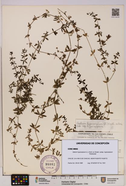 Galium hypocarpium subsp. hypocarpium [Espécimen: UDEC:CONC:0098002]