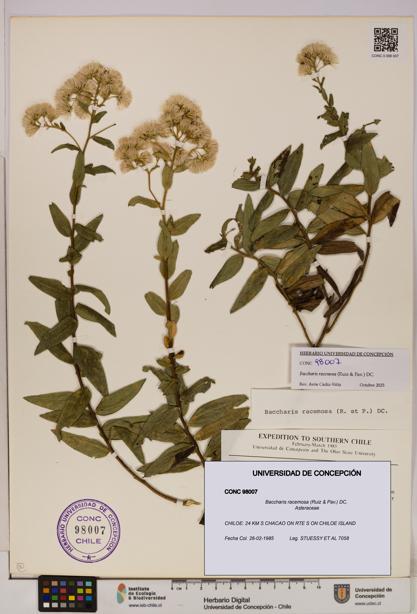Baccharis racemosa [Espécimen: UDEC:CONC:0098007]