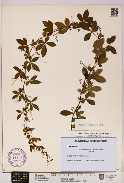 Cissus striata var. striata [Espécimen: UDEC:CONC:0098009]