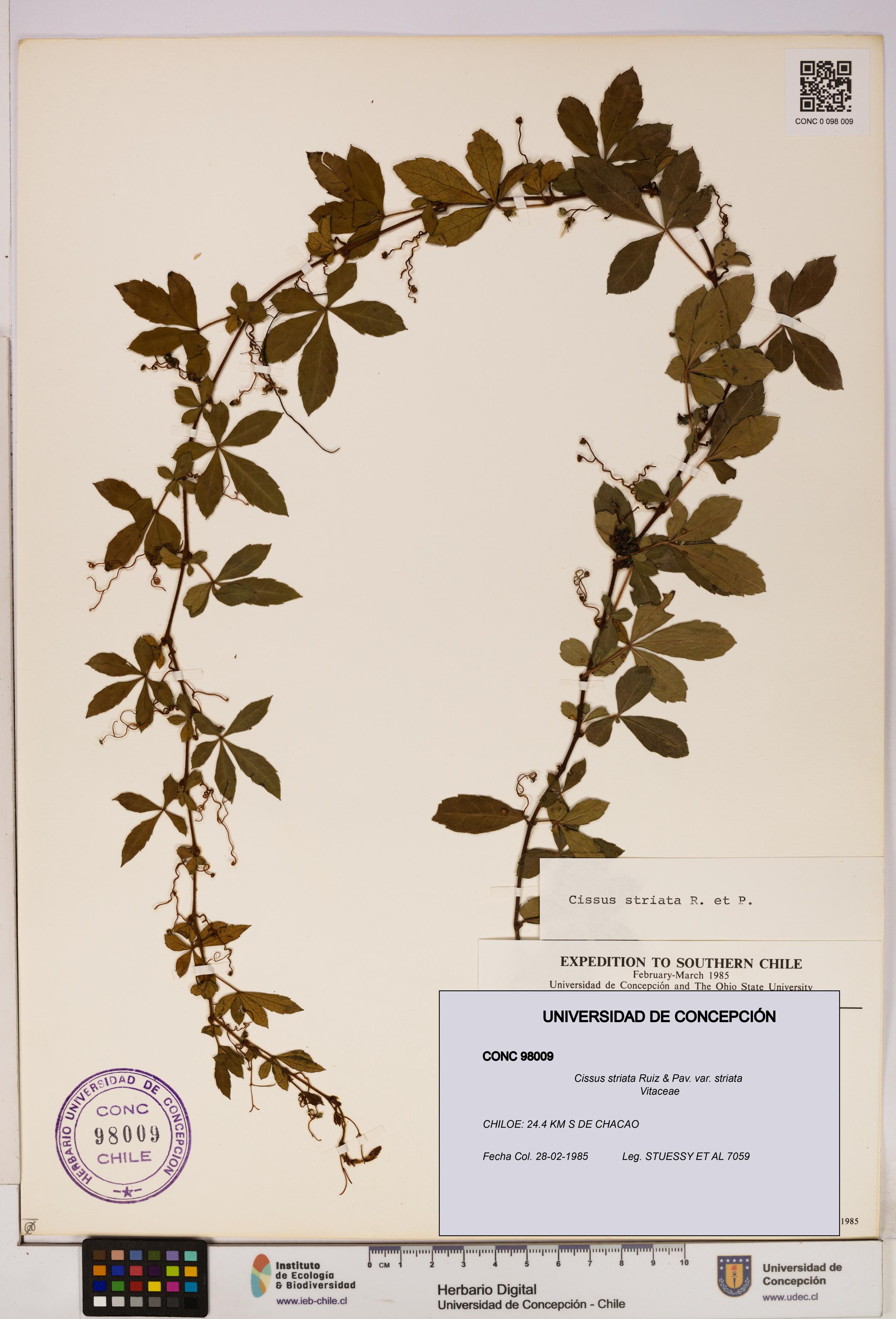 Cissus striata var. striata [Espécimen: UDEC:CONC:0098009]