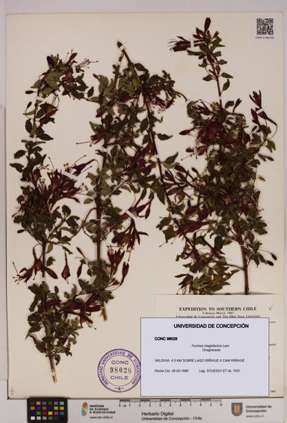 Fuchsia magellanica [Espécimen: UDEC:CONC:0098028]