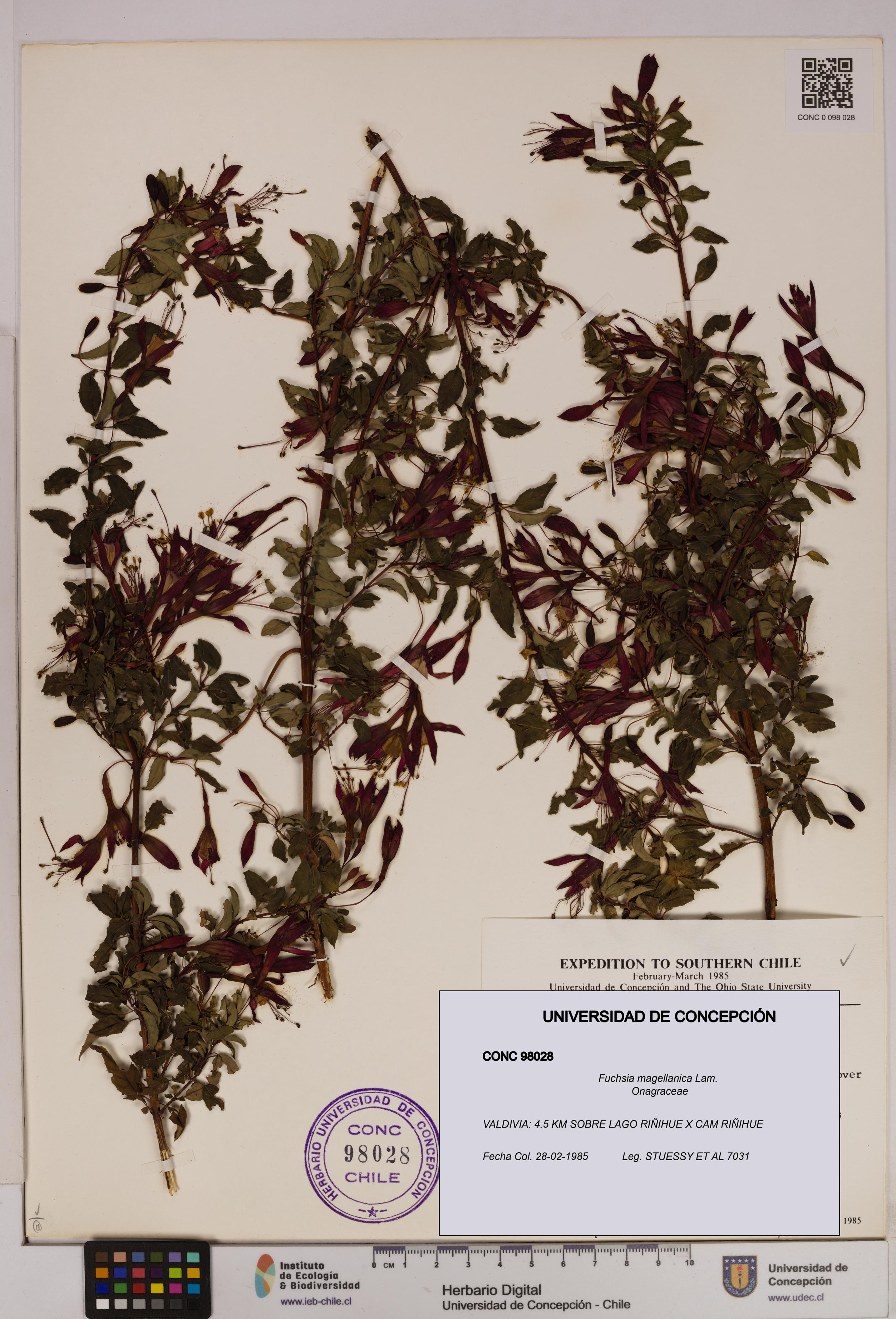 Fuchsia magellanica [Espécimen: UDEC:CONC:0098028]