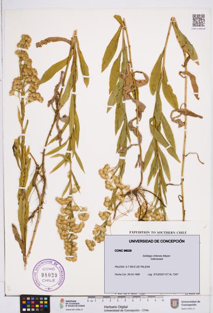 Solidago chilensis [Espécimen: ]