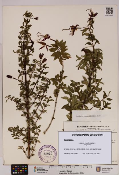 Fuchsia magellanica [Espécimen: UDEC:CONC:0098033]