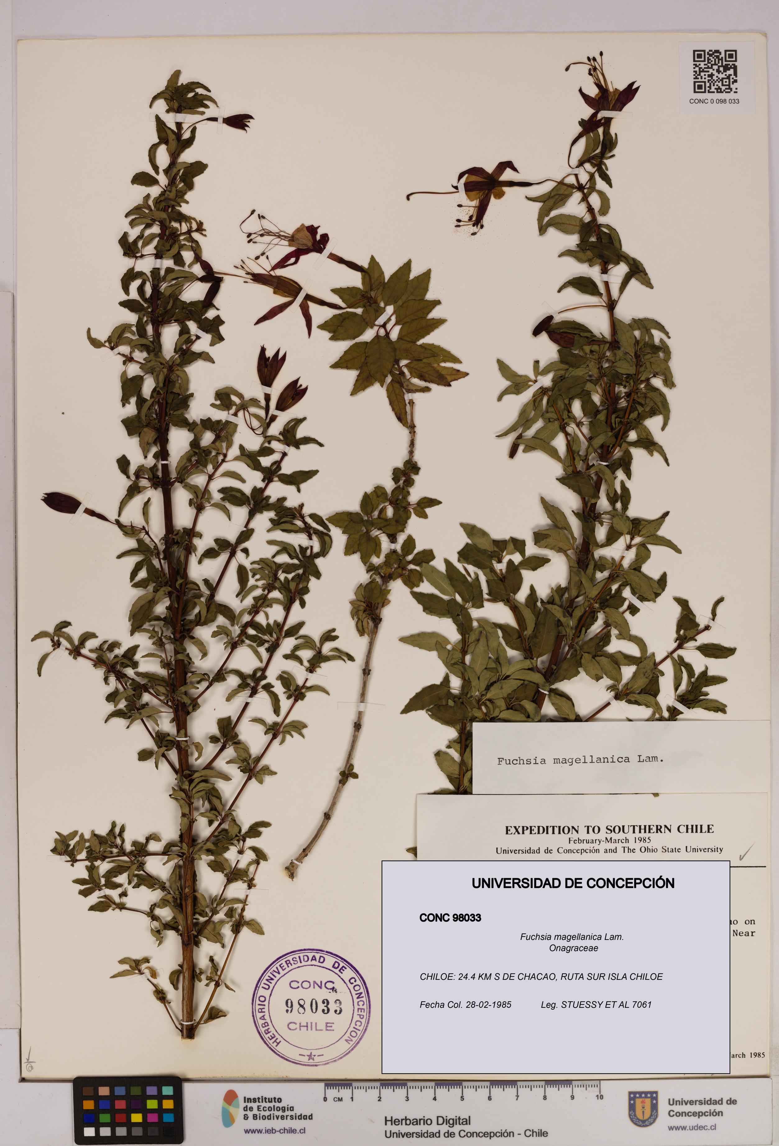 Fuchsia magellanica [Espécimen: UDEC:CONC:0098033]