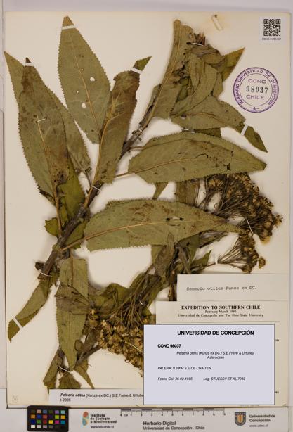 Pelseria otites [Espécimen: ]