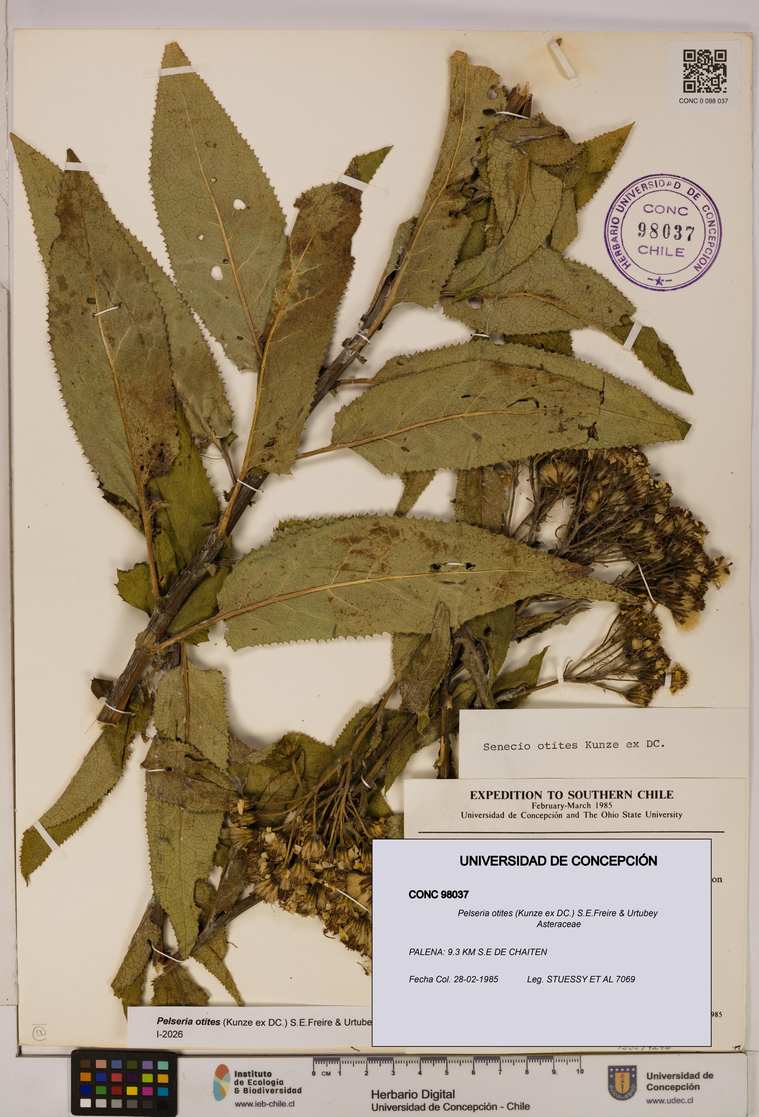 Pelseria otites [Espécimen: ]