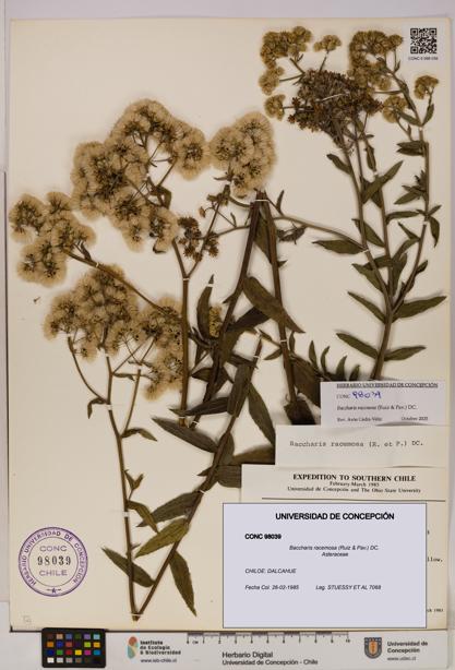 Baccharis racemosa [Espécimen: UDEC:CONC:0098039]