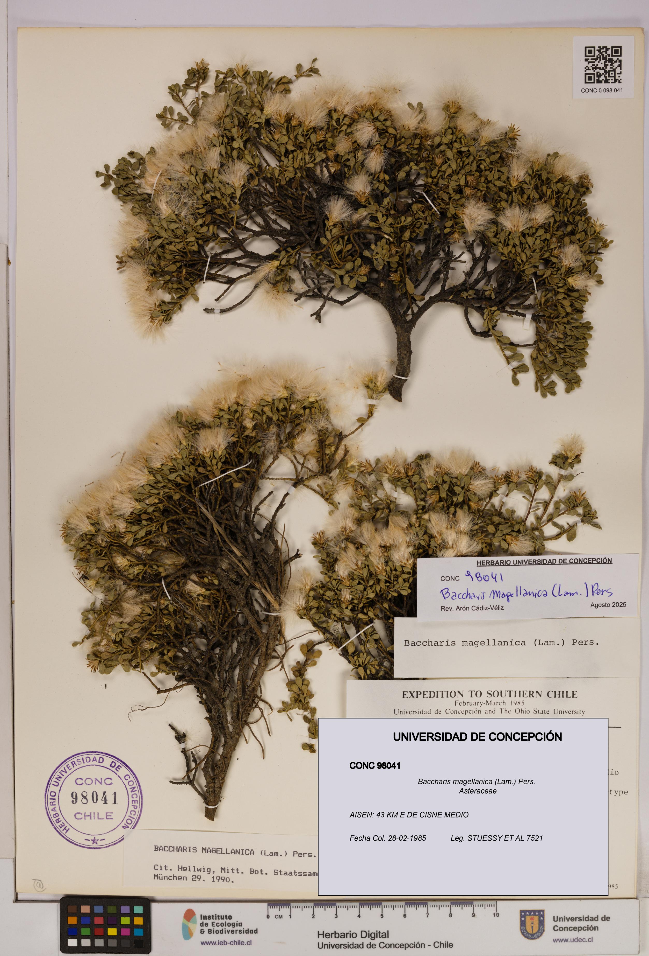 Baccharis magellanica [Espécimen: UDEC:CONC:0098041]