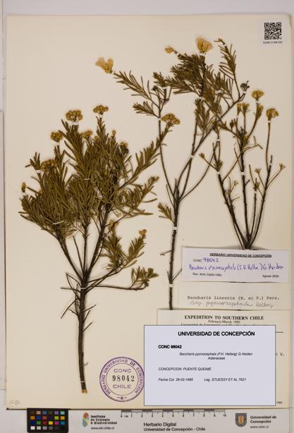 Baccharis pycnocephala [Espécimen: UDEC:CONC:0098042]
