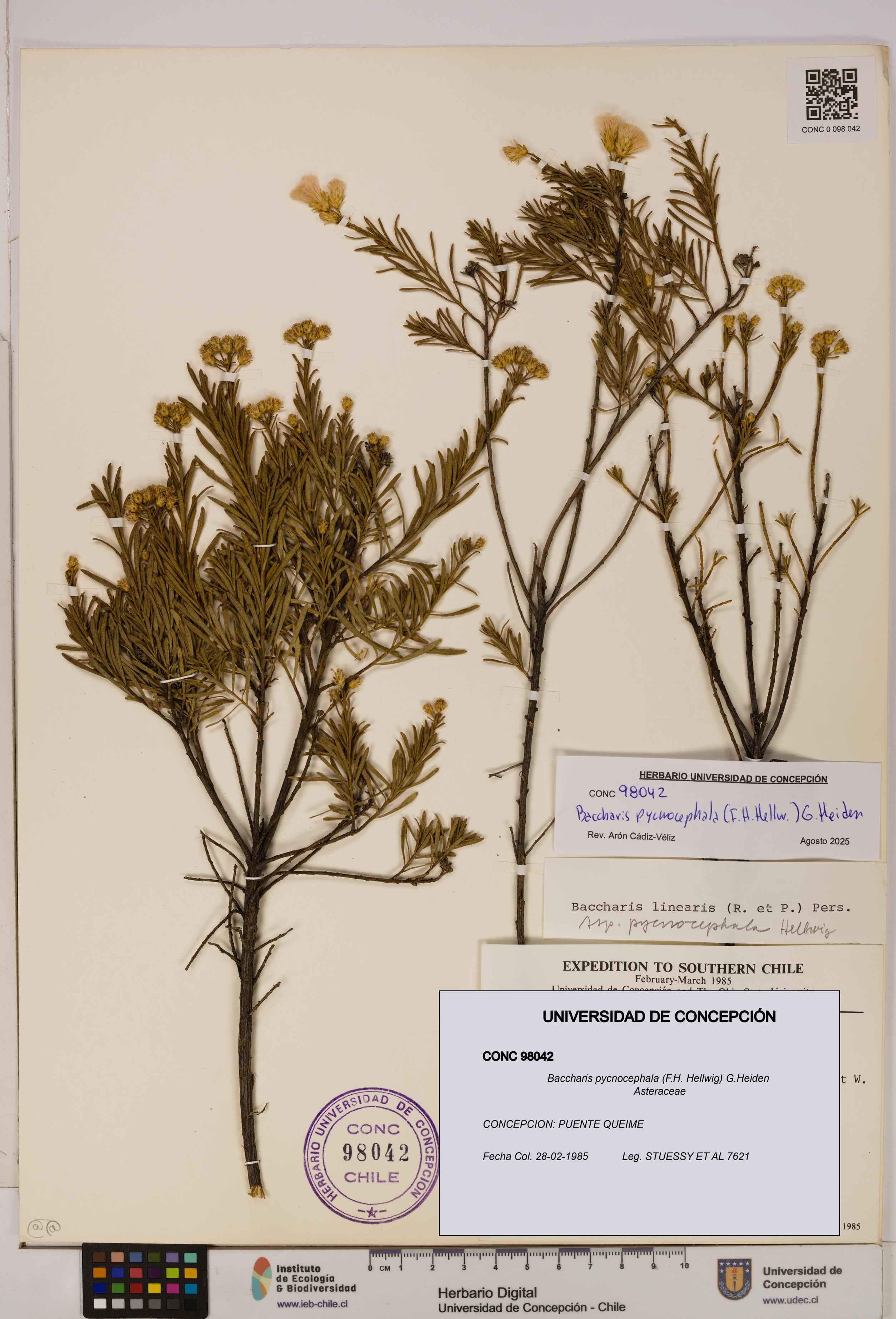 Baccharis pycnocephala [Espécimen: UDEC:CONC:0098042]