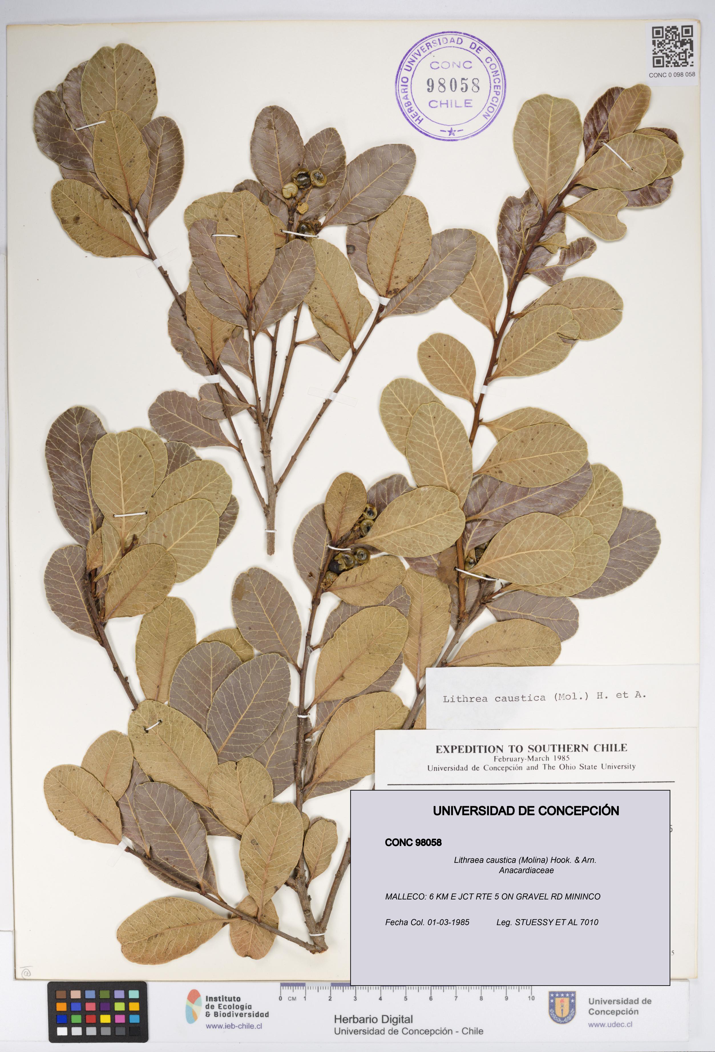 Lithraea caustica [Espécimen: UDEC:CONC:0098058]