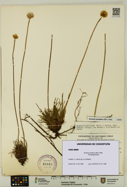 Armeria maritima [Espécimen: UDEC:CONC:0098065]