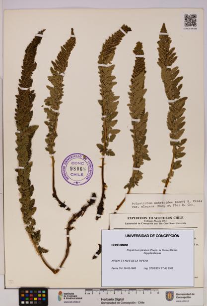 Polystichum plicatum [Espécimen: UDEC:CONC:0098068]