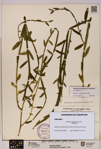Baccharis sagittalis [Espécimen: UDEC:CONC:0098072]