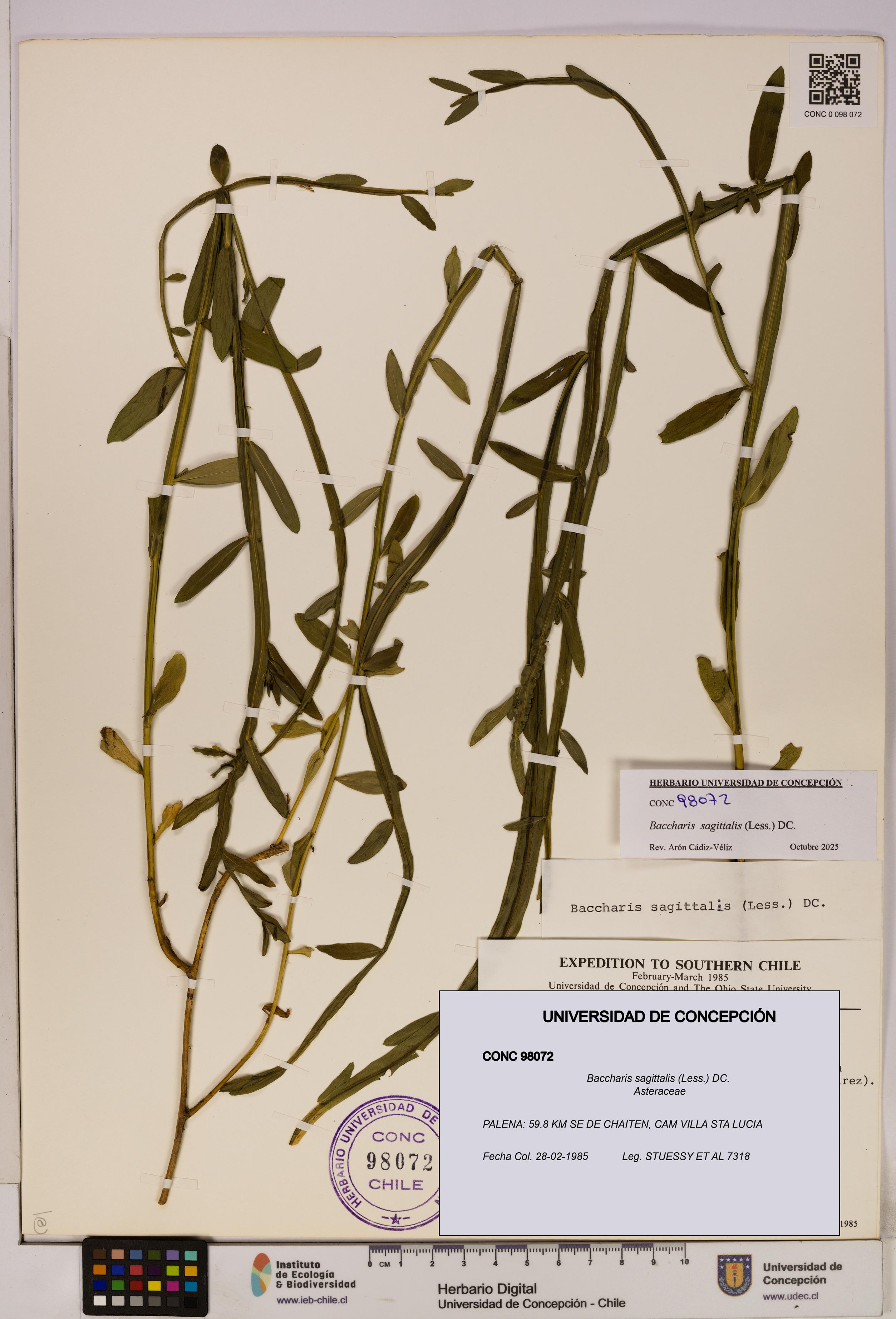 Baccharis sagittalis [Espécimen: UDEC:CONC:0098072]