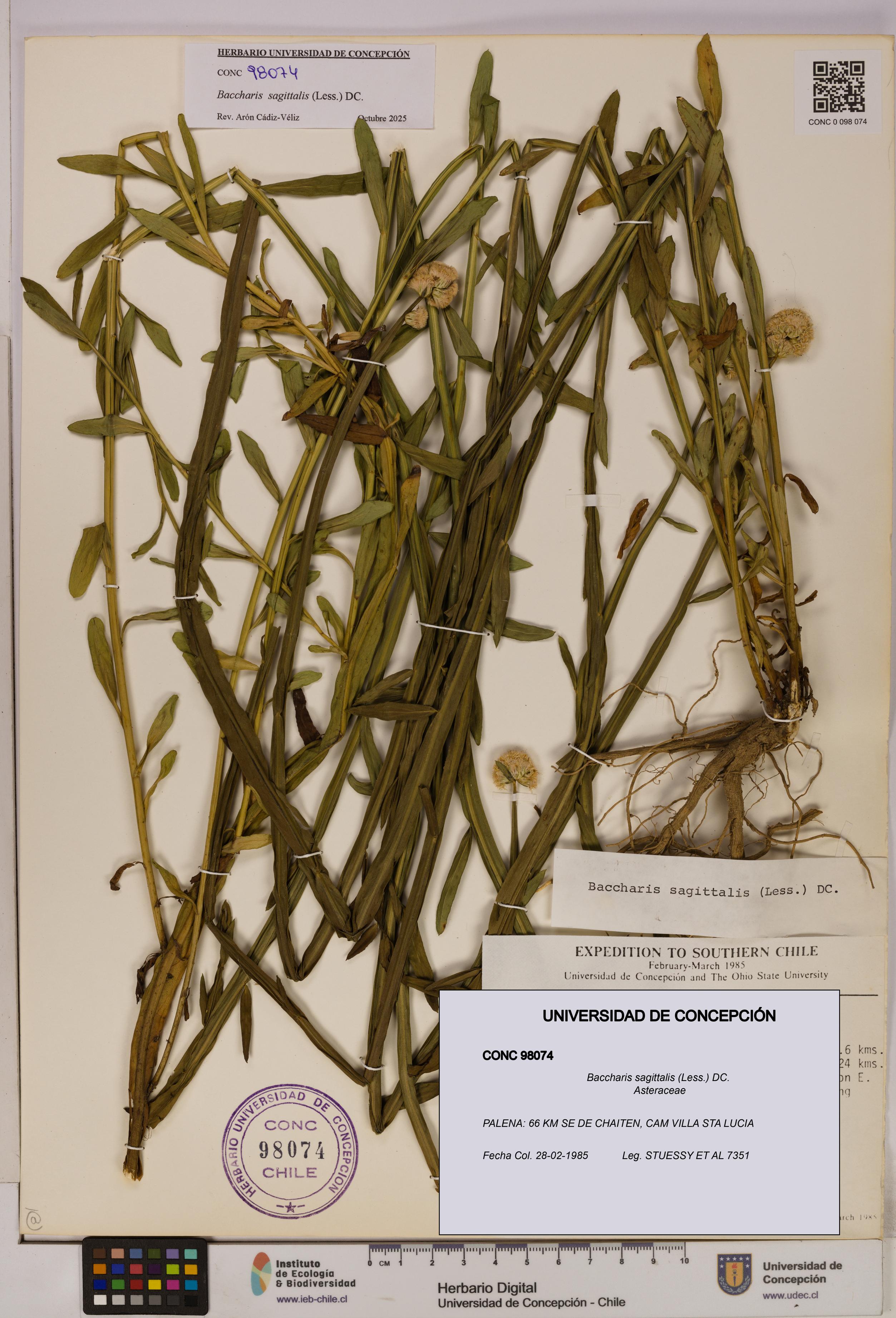 Baccharis sagittalis [Espécimen: UDEC:CONC:0098074]