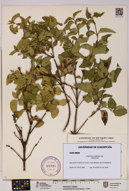 Podanthus ovatifolius [Espécimen: ]