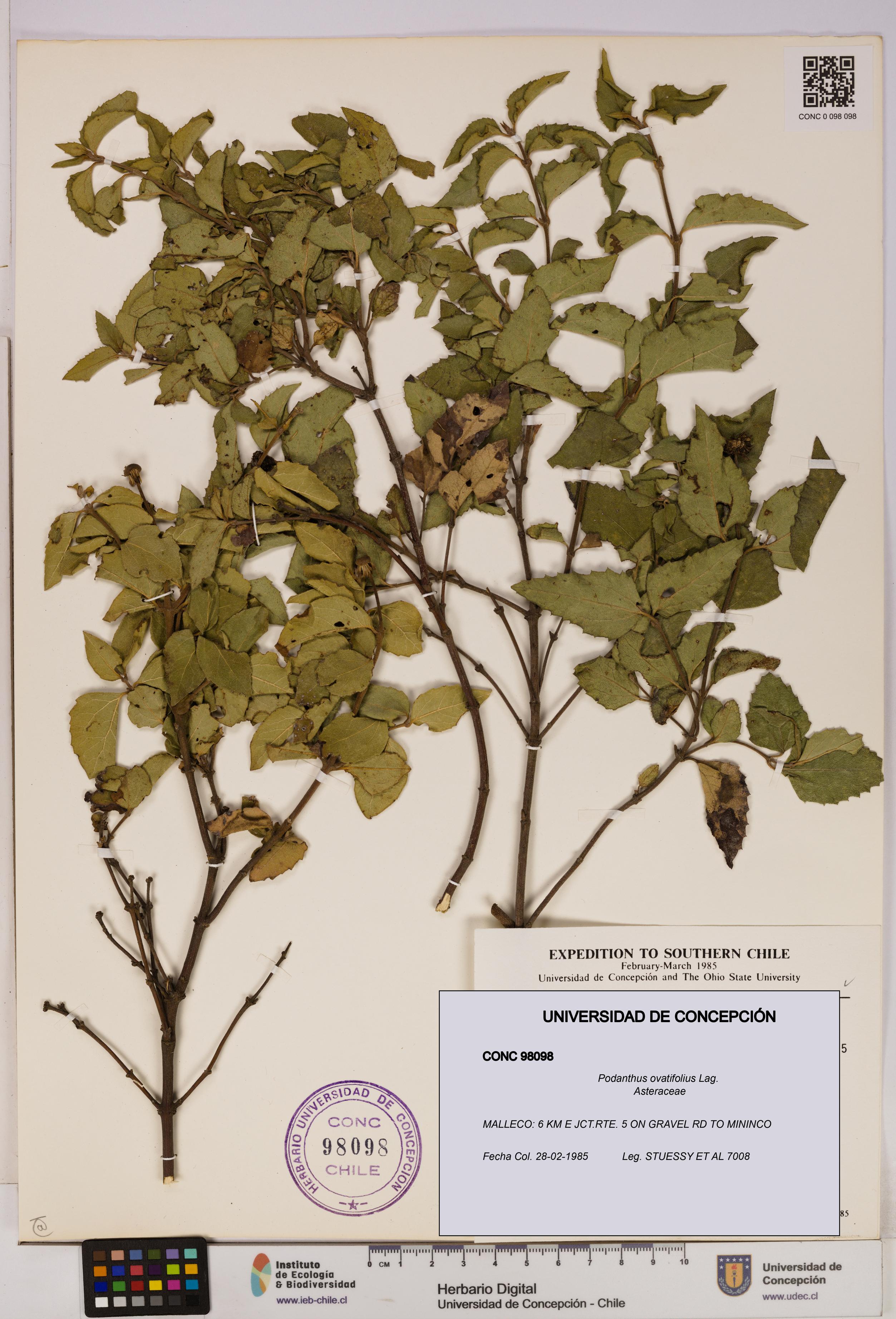 Podanthus ovatifolius [Espécimen: ]