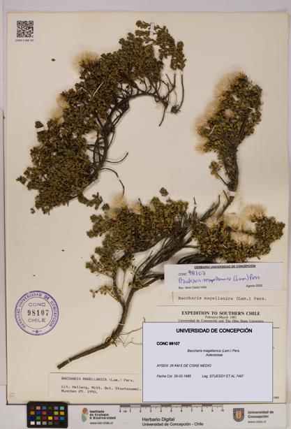 Baccharis magellanica [Espécimen: UDEC:CONC:0098107]