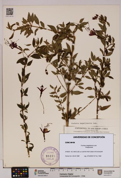 Fuchsia magellanica [Espécimen: UDEC:CONC:0098108]