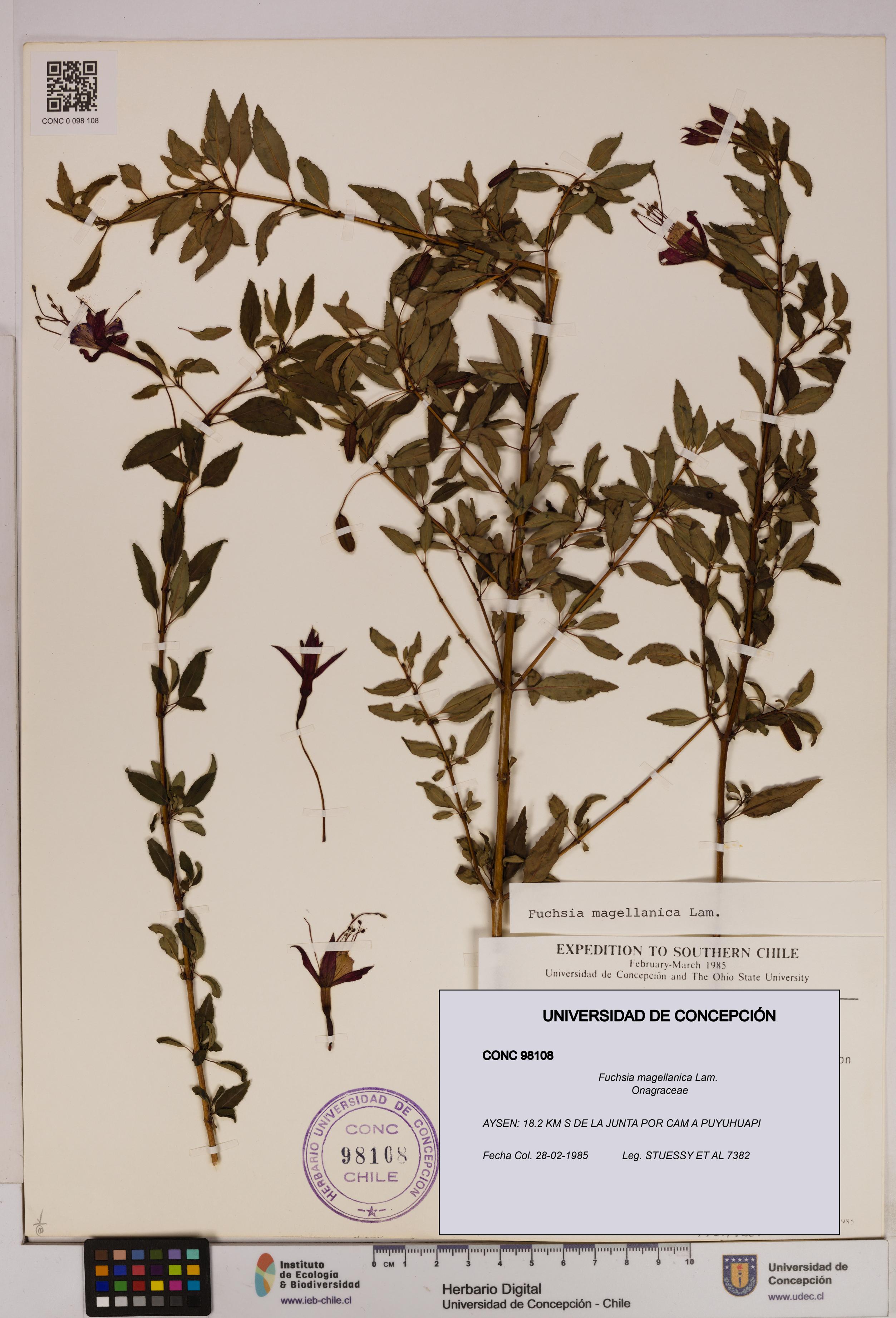Fuchsia magellanica [Espécimen: UDEC:CONC:0098108]