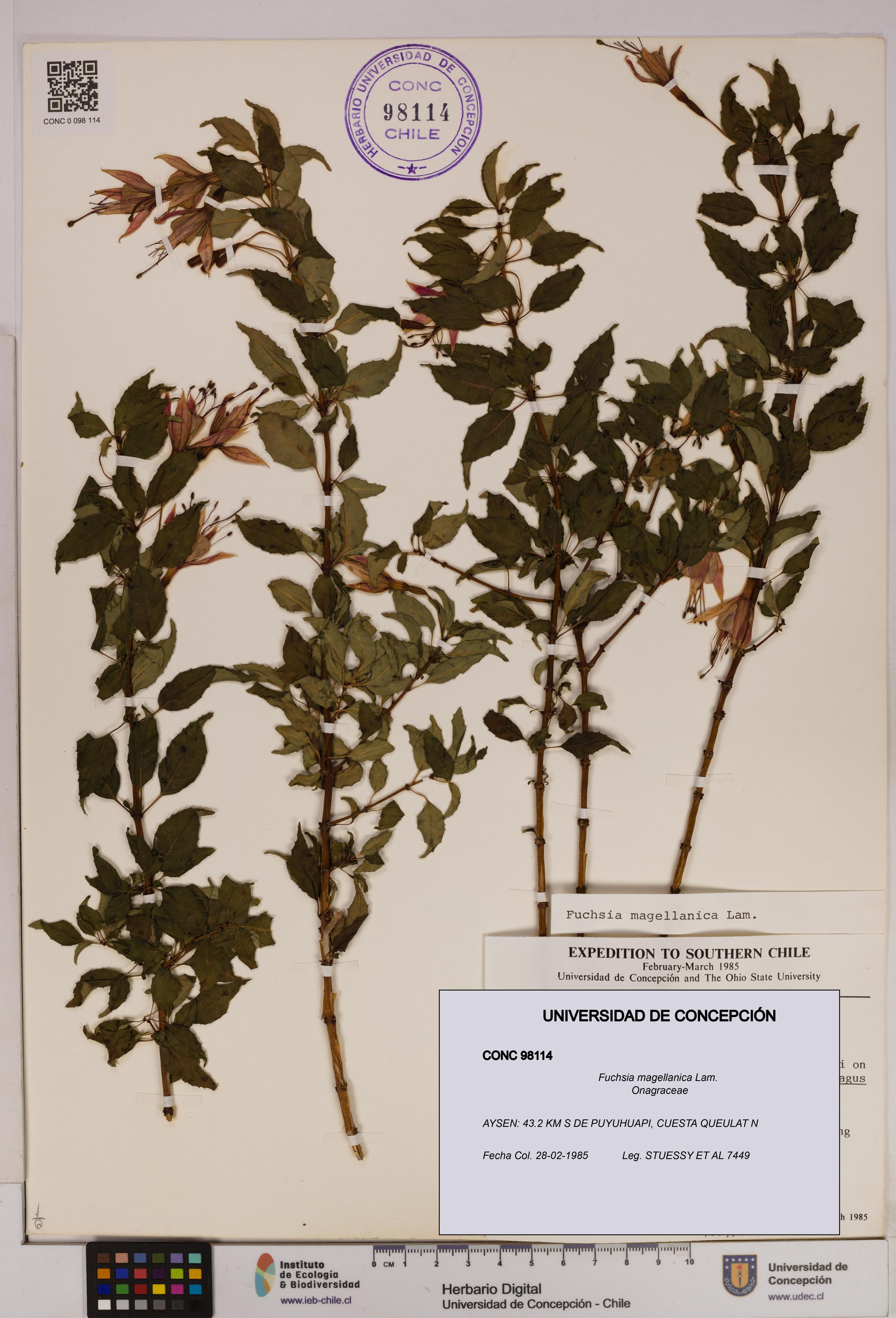 Fuchsia magellanica [Espécimen: UDEC:CONC:0098114]