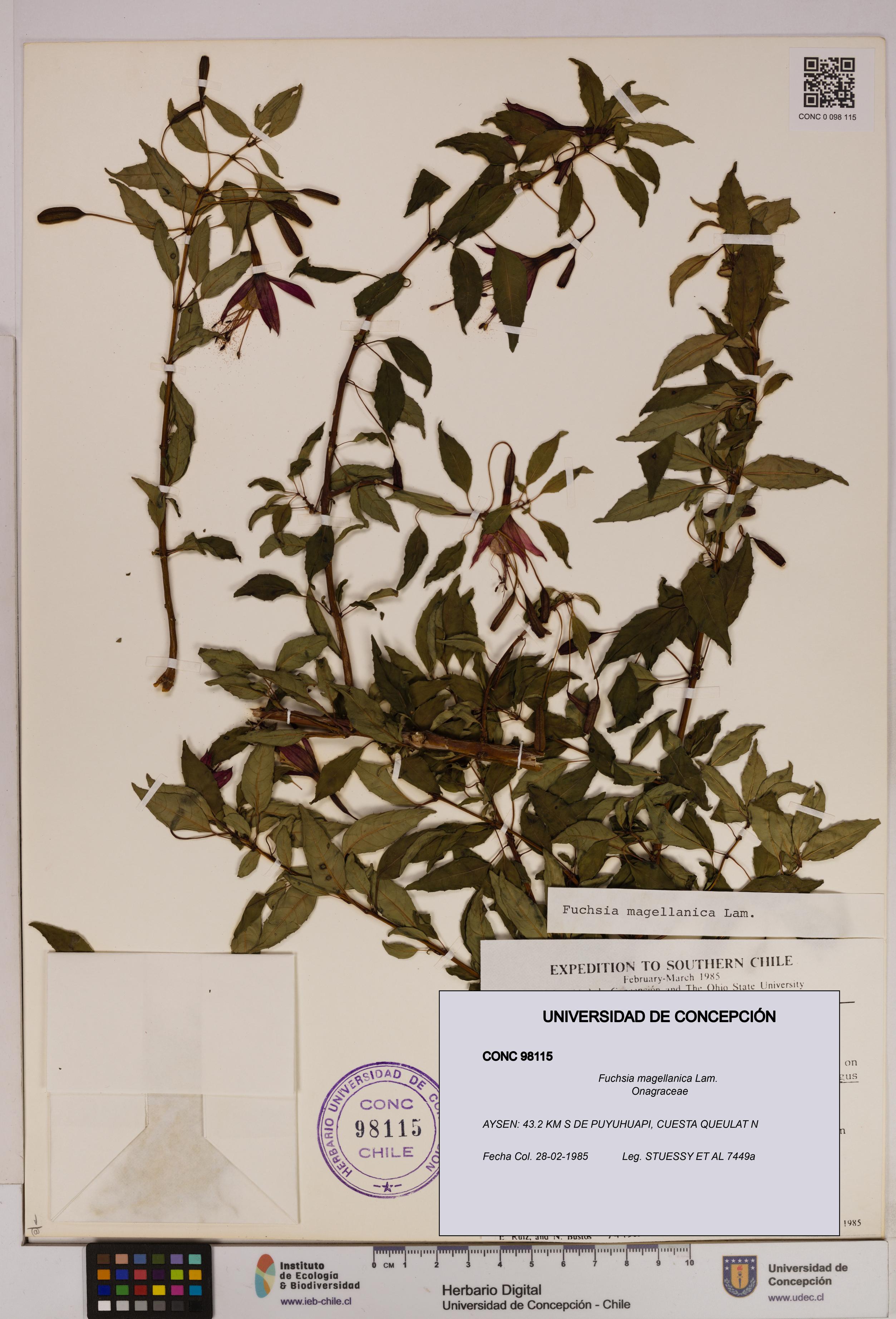 Fuchsia magellanica [Espécimen: UDEC:CONC:0098115]