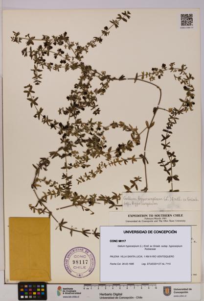 Galium hypocarpium subsp. hypocarpium [Espécimen: UDEC:CONC:0098117]