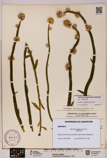 Baccharis sagittalis [Espécimen: UDEC:CONC:0098119]
