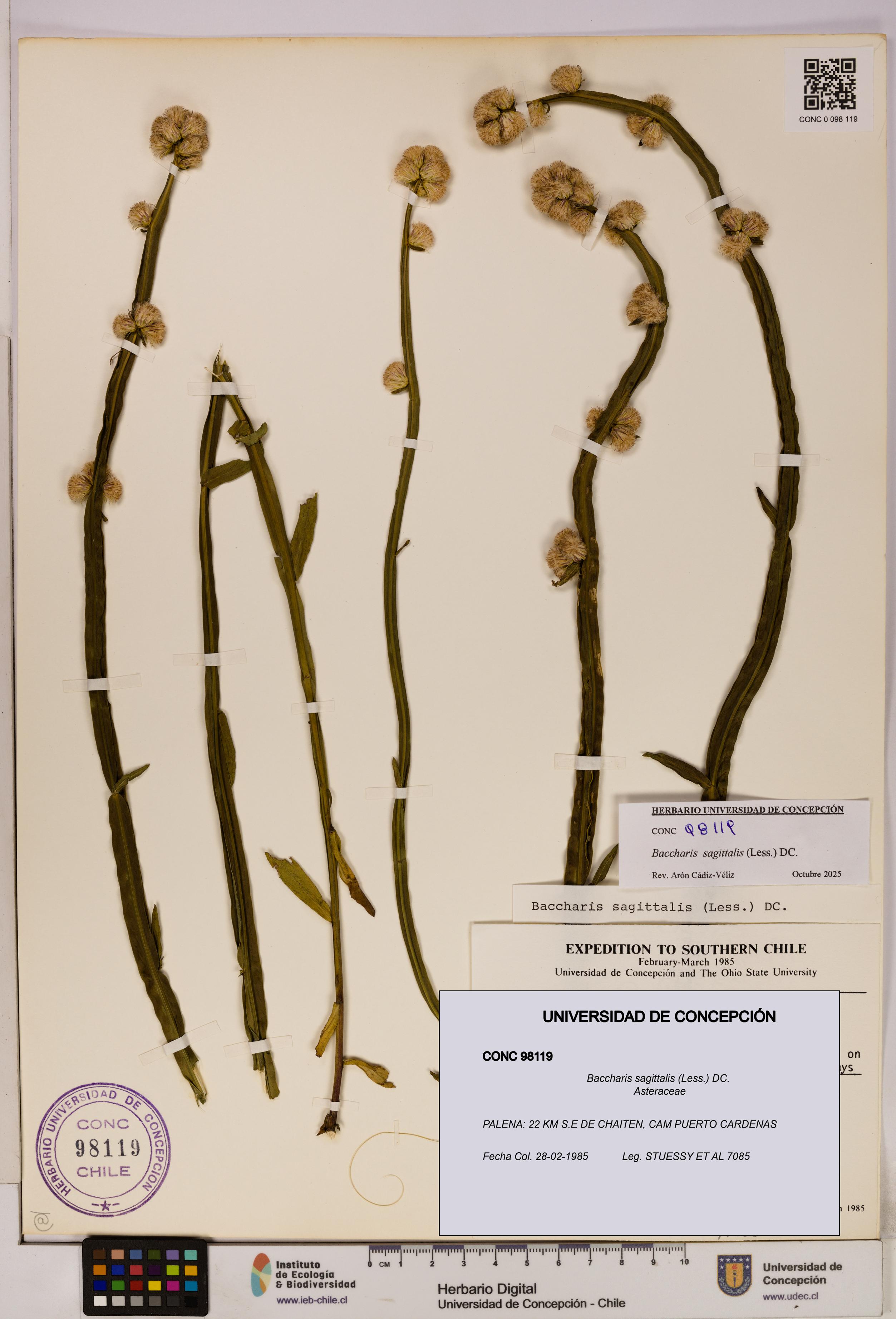 Baccharis sagittalis [Espécimen: UDEC:CONC:0098119]