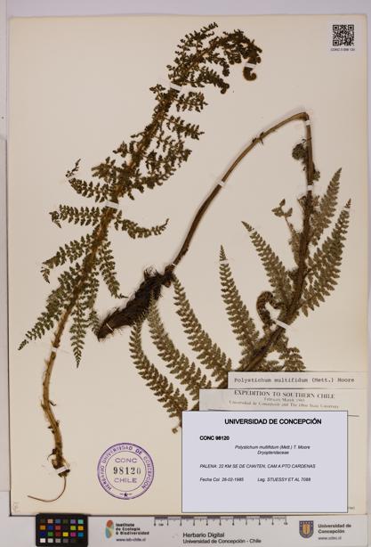 Polystichum multifidum [Espécimen: UDEC:CONC:0098120]