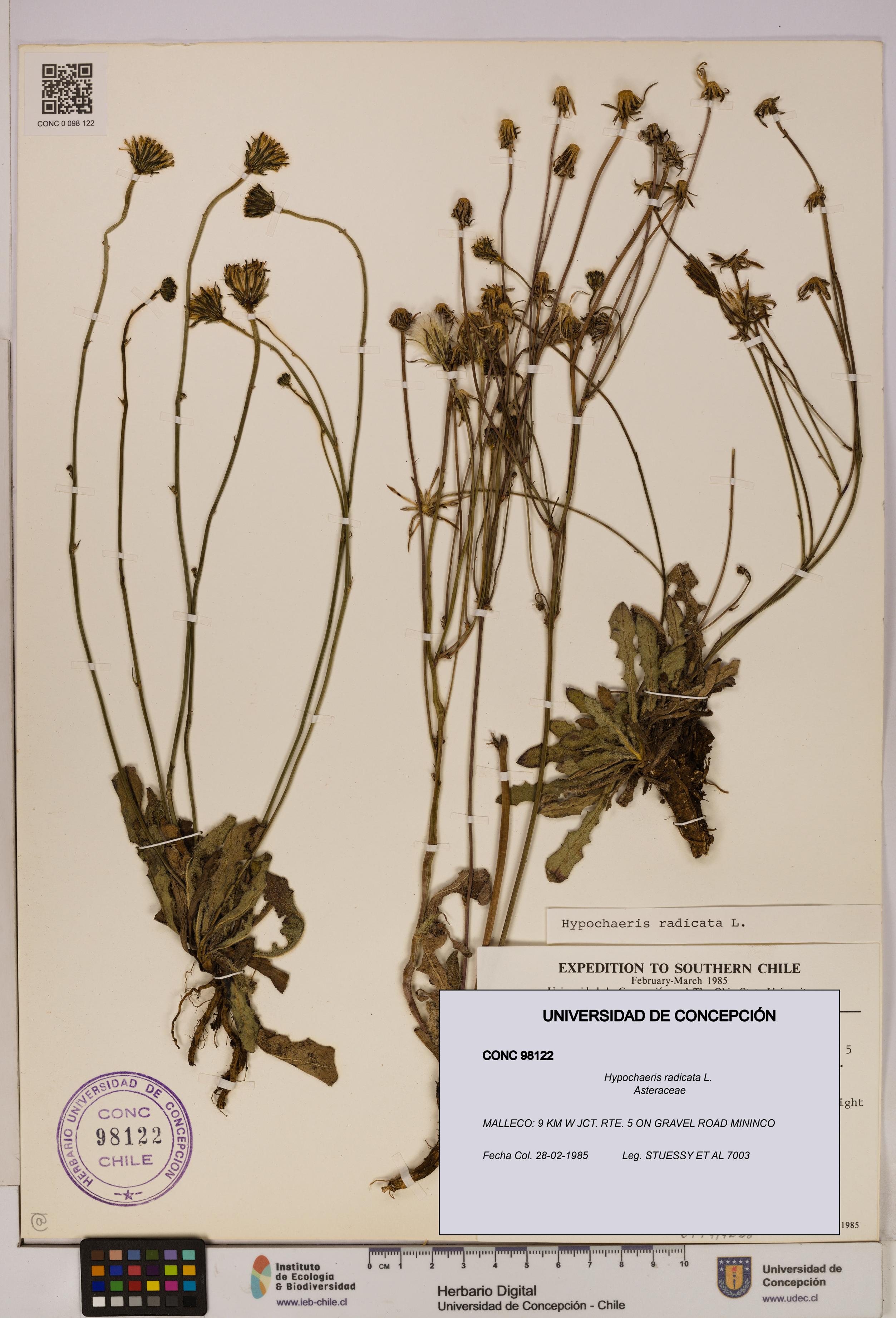 Hypochaeris radicata [Espécimen: UDEC:CONC:0098122]