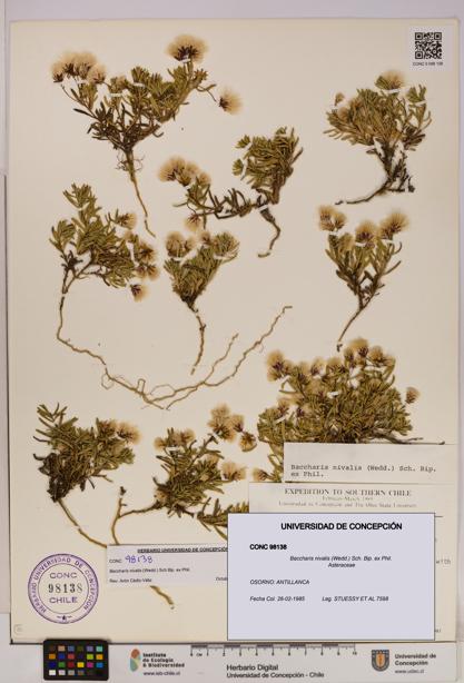 Baccharis nivalis [Espécimen: UDEC:CONC:0098138]