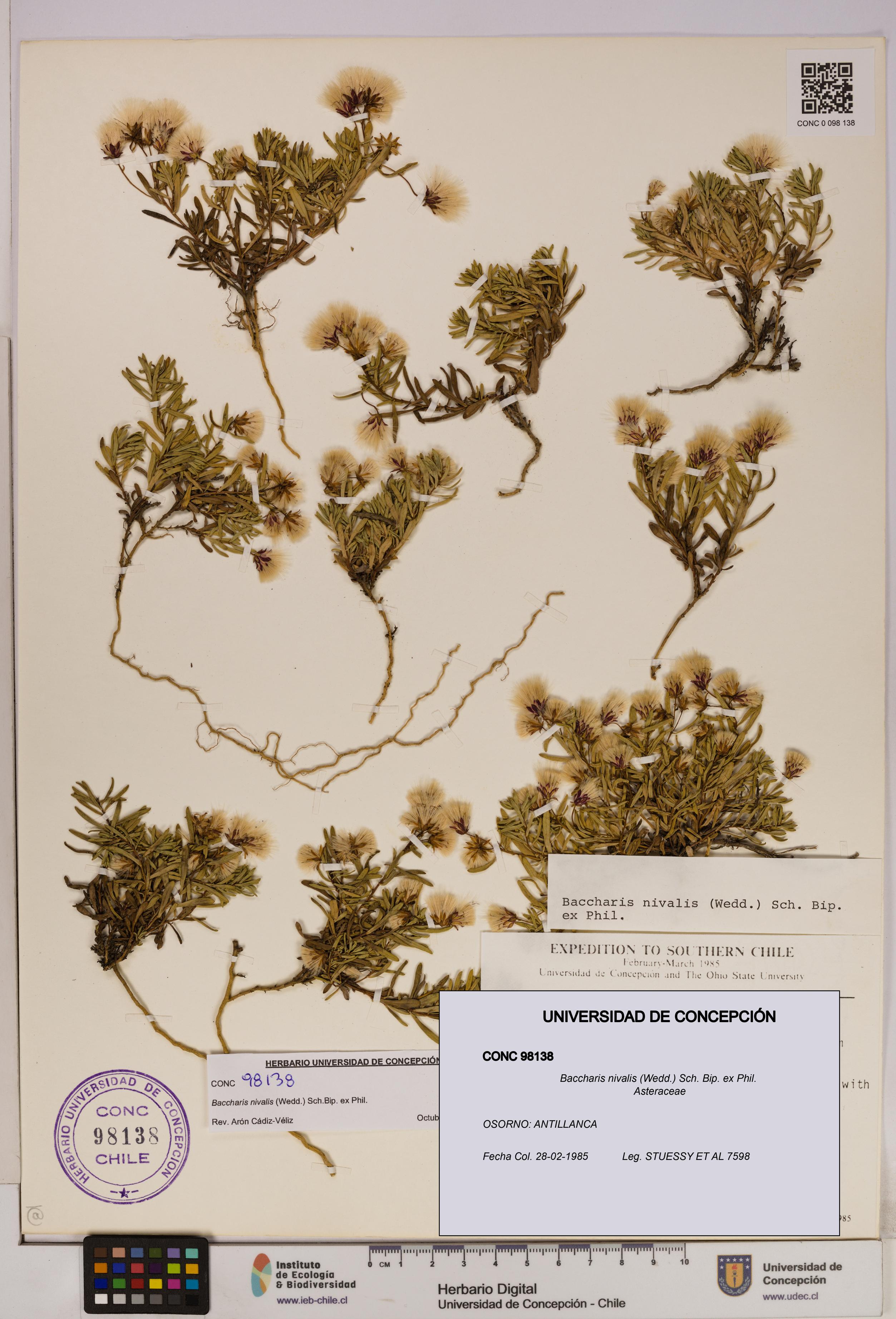 Baccharis nivalis [Espécimen: UDEC:CONC:0098138]